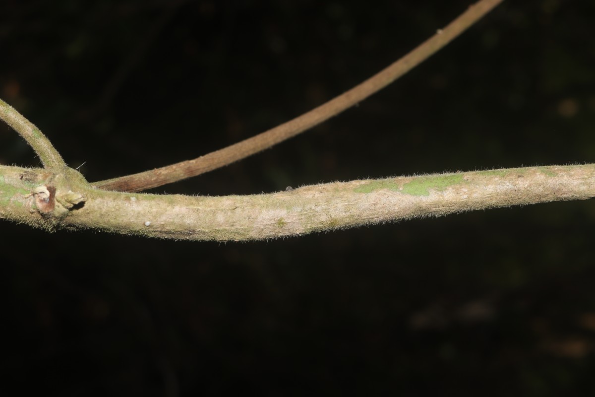Gongronemopsis tenacissima (Roxb.) S.Reuss, Liede & Meve